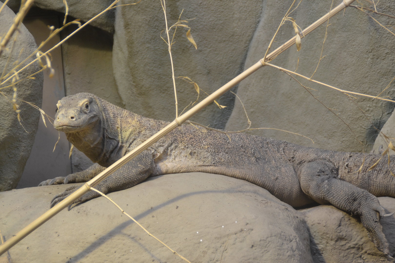 Komodo dragon