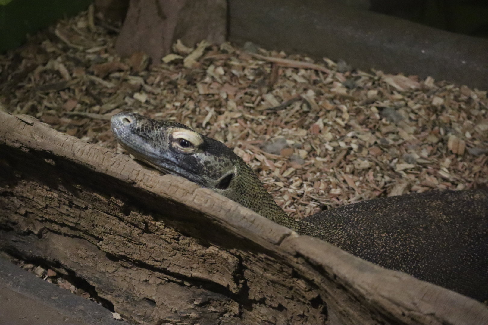 Komodo Dragon