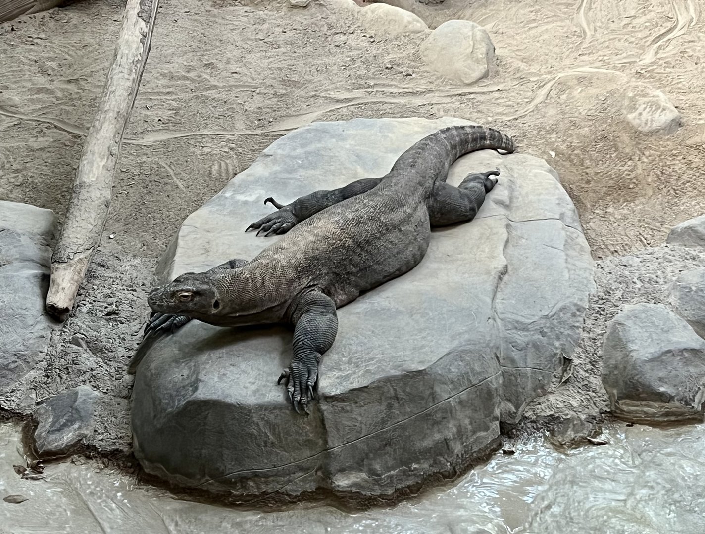 Komodo Dragon