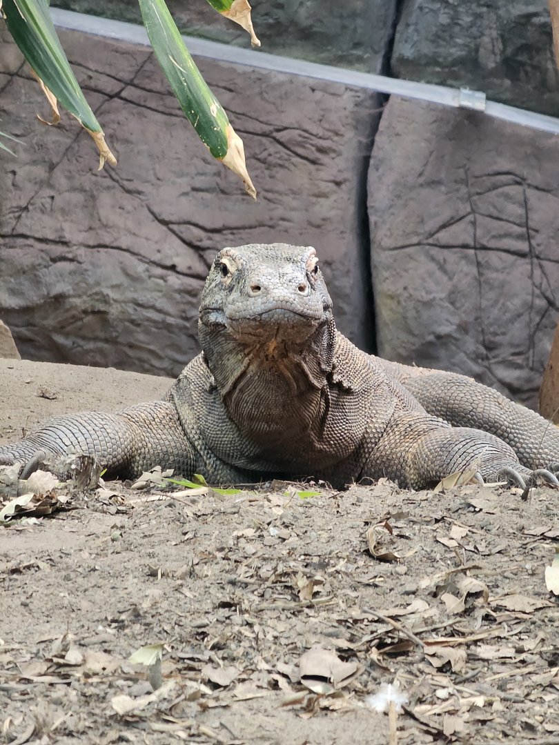 Komodo Dragon