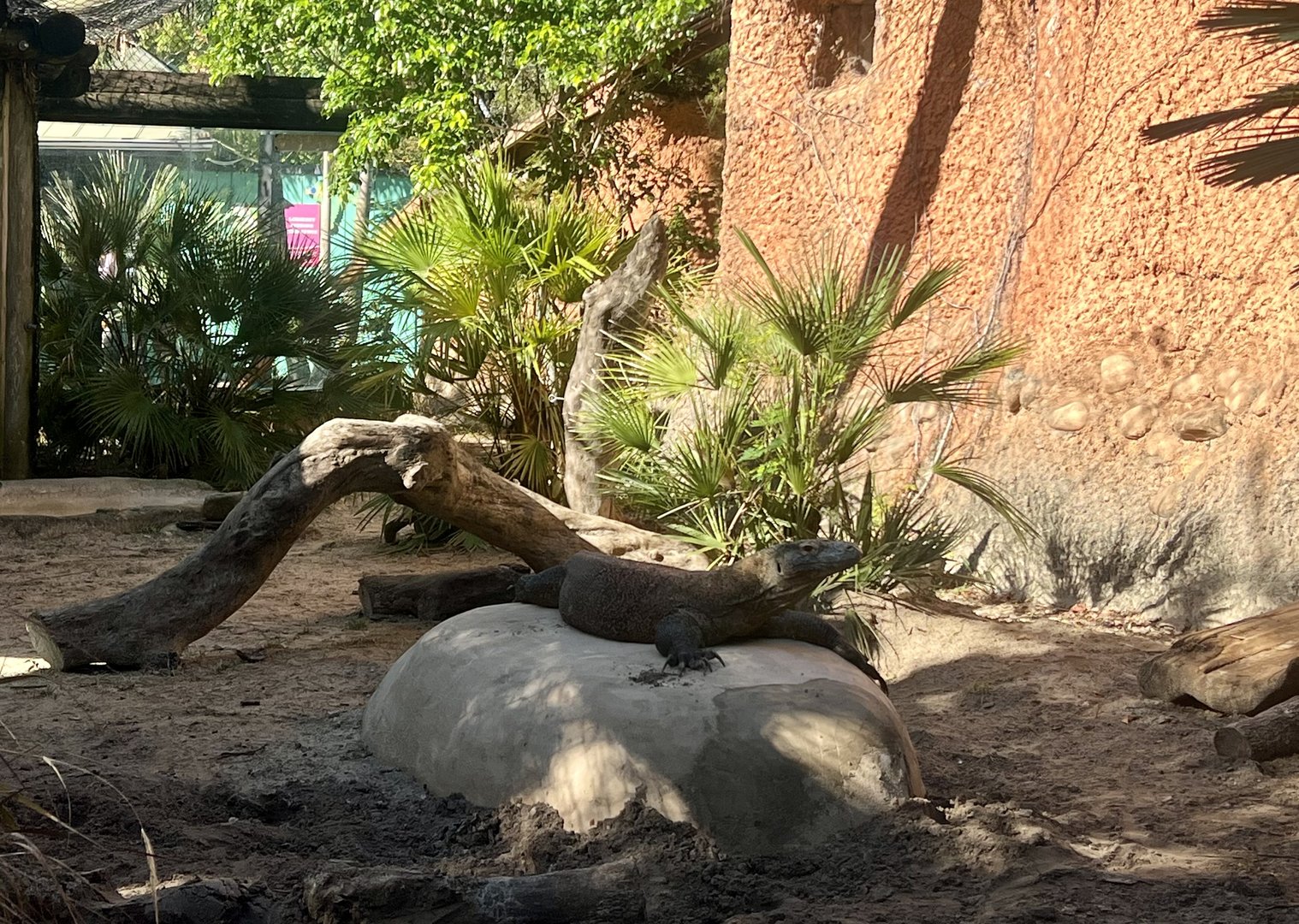 Komodo Dragon