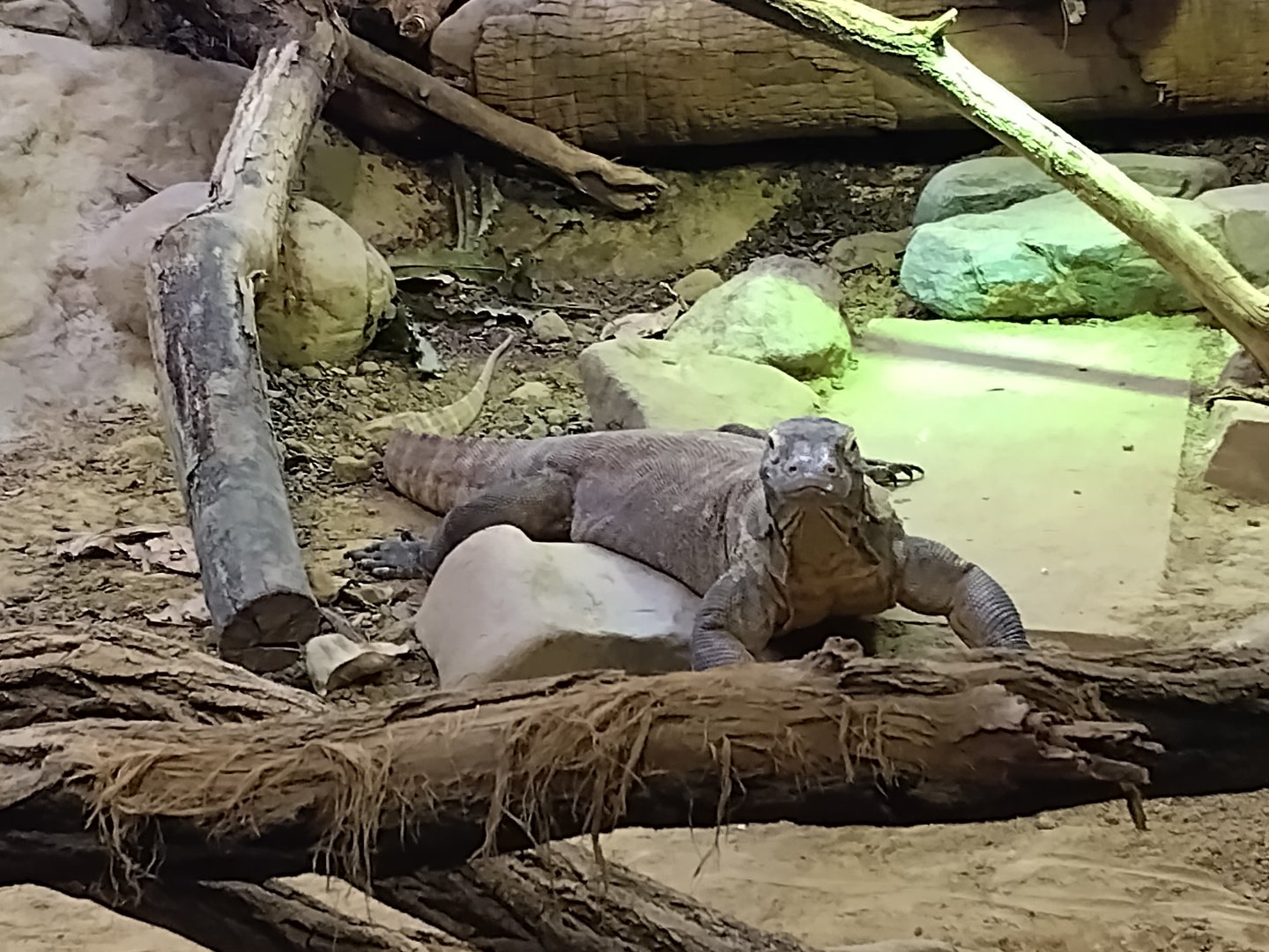 Komodo dragon