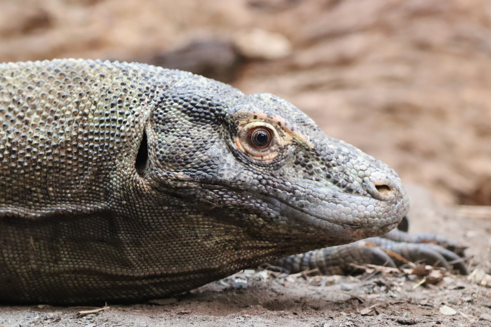 Komodo Dragon