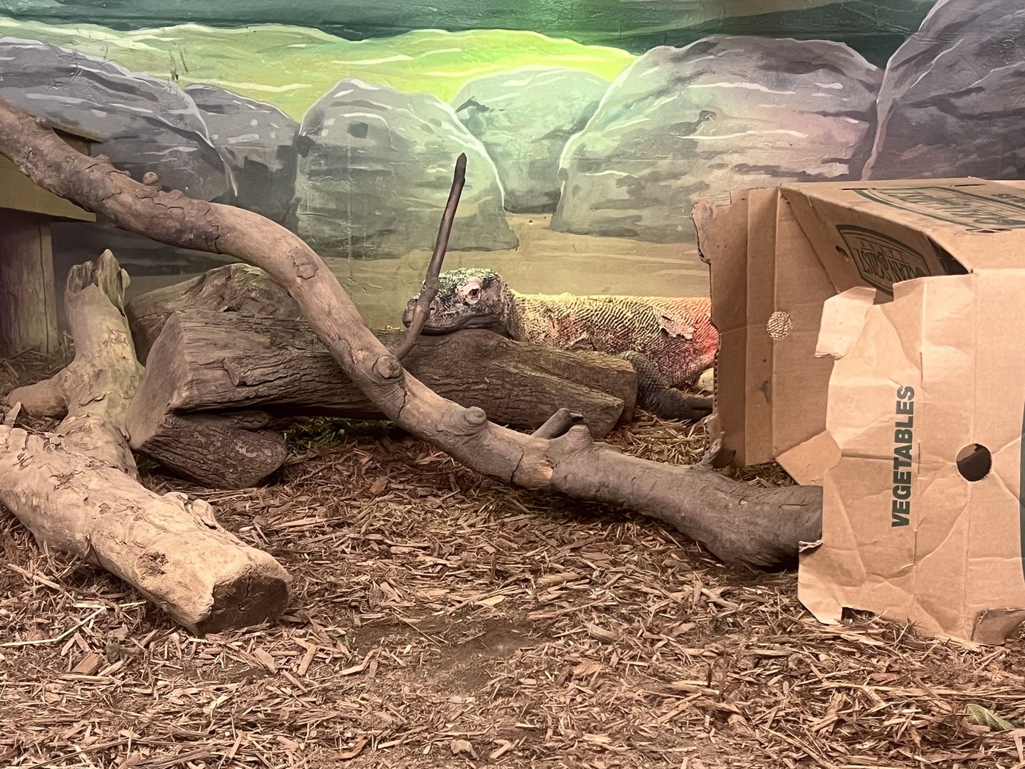 Komodo Dragon