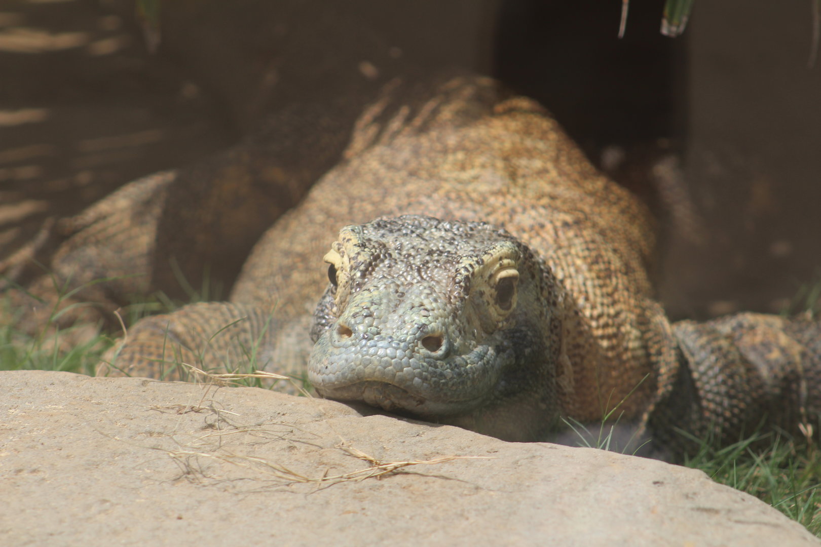 Komodo dragon