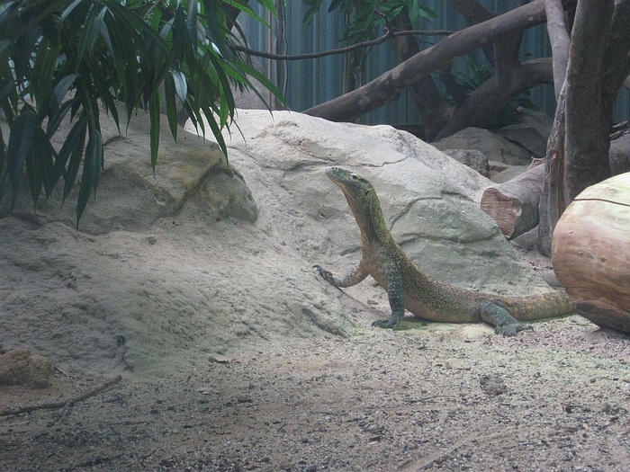 Komodo dragon