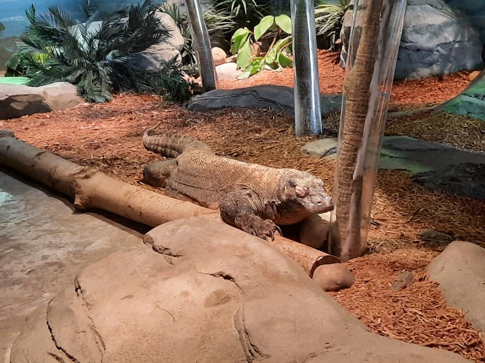 Komodo Dragon