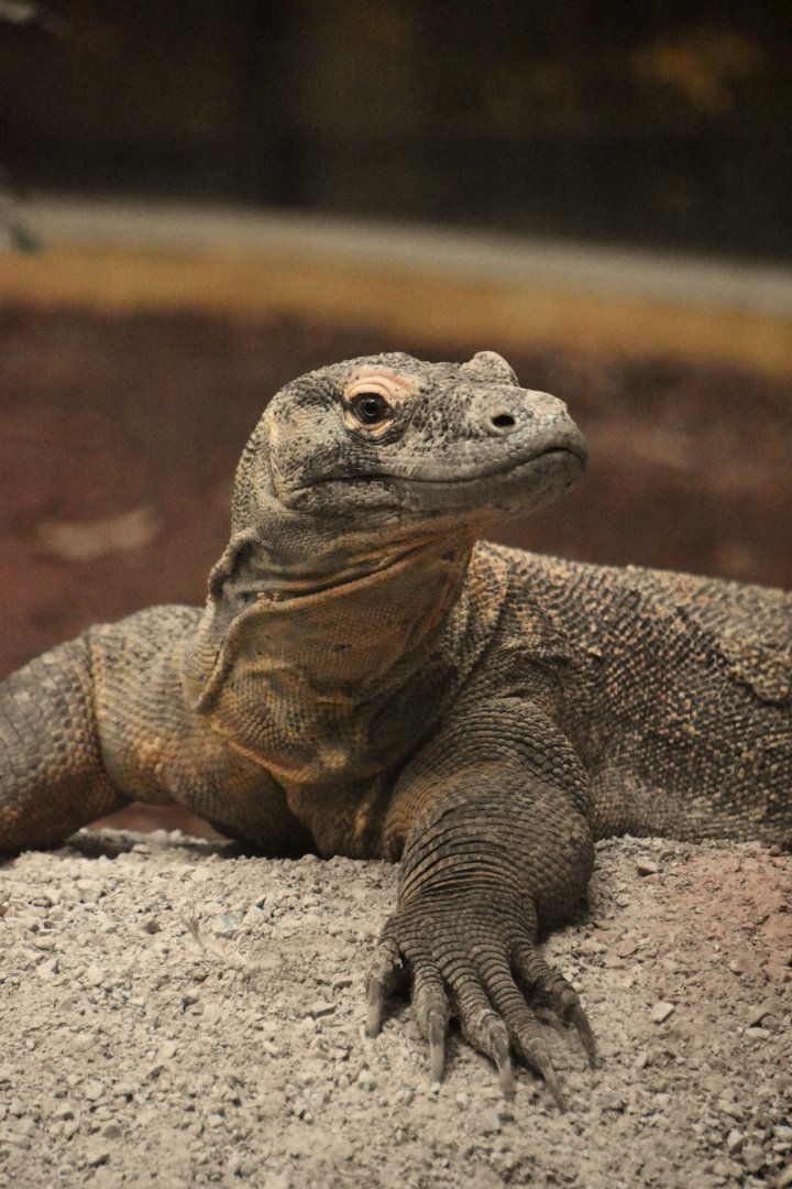 Komodo dragon