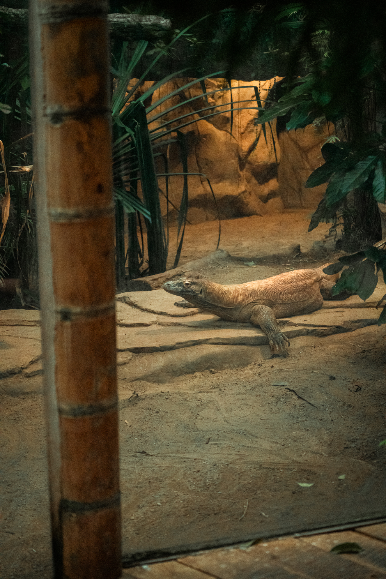 Komodo dragon