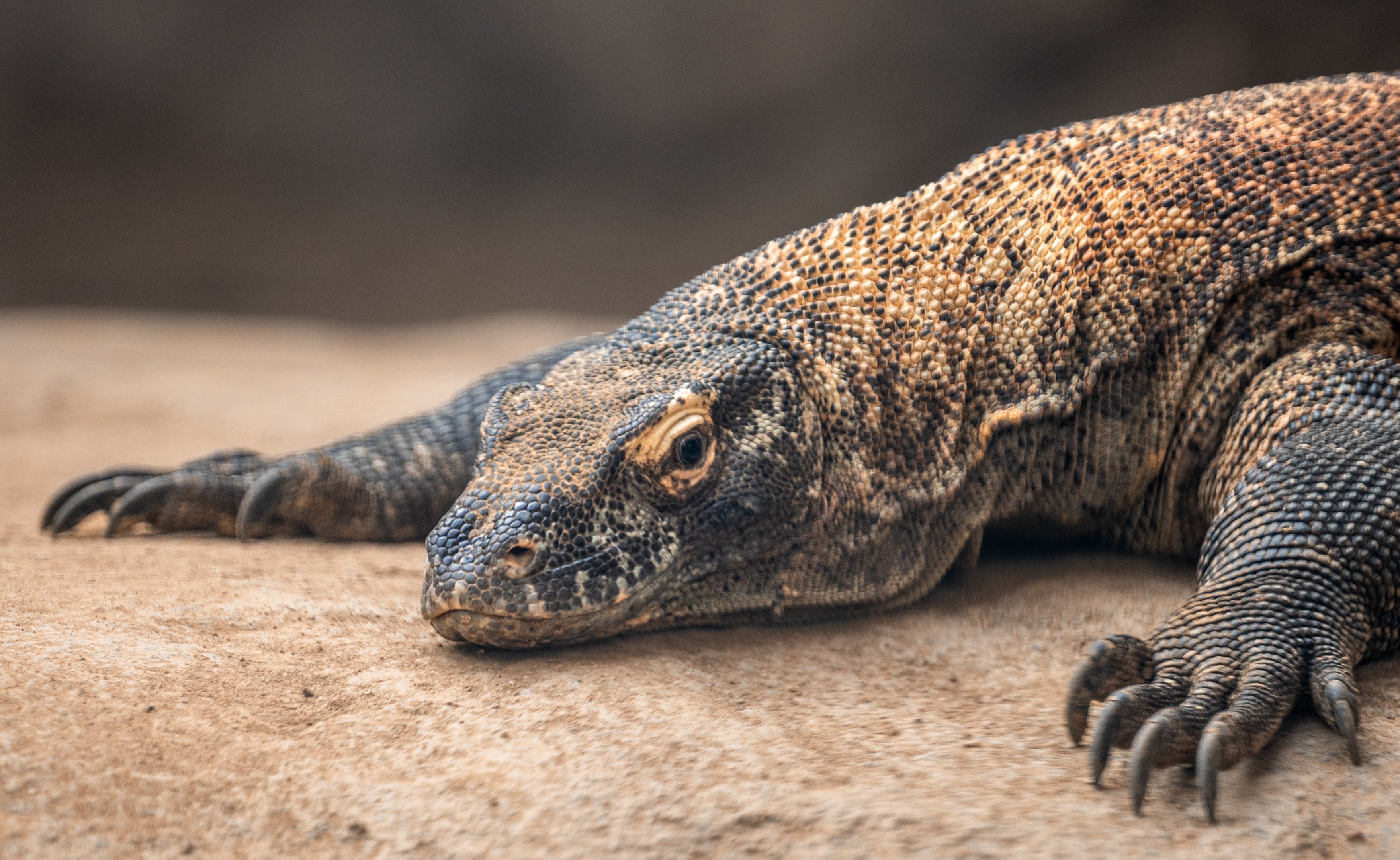 Komodo Dragon