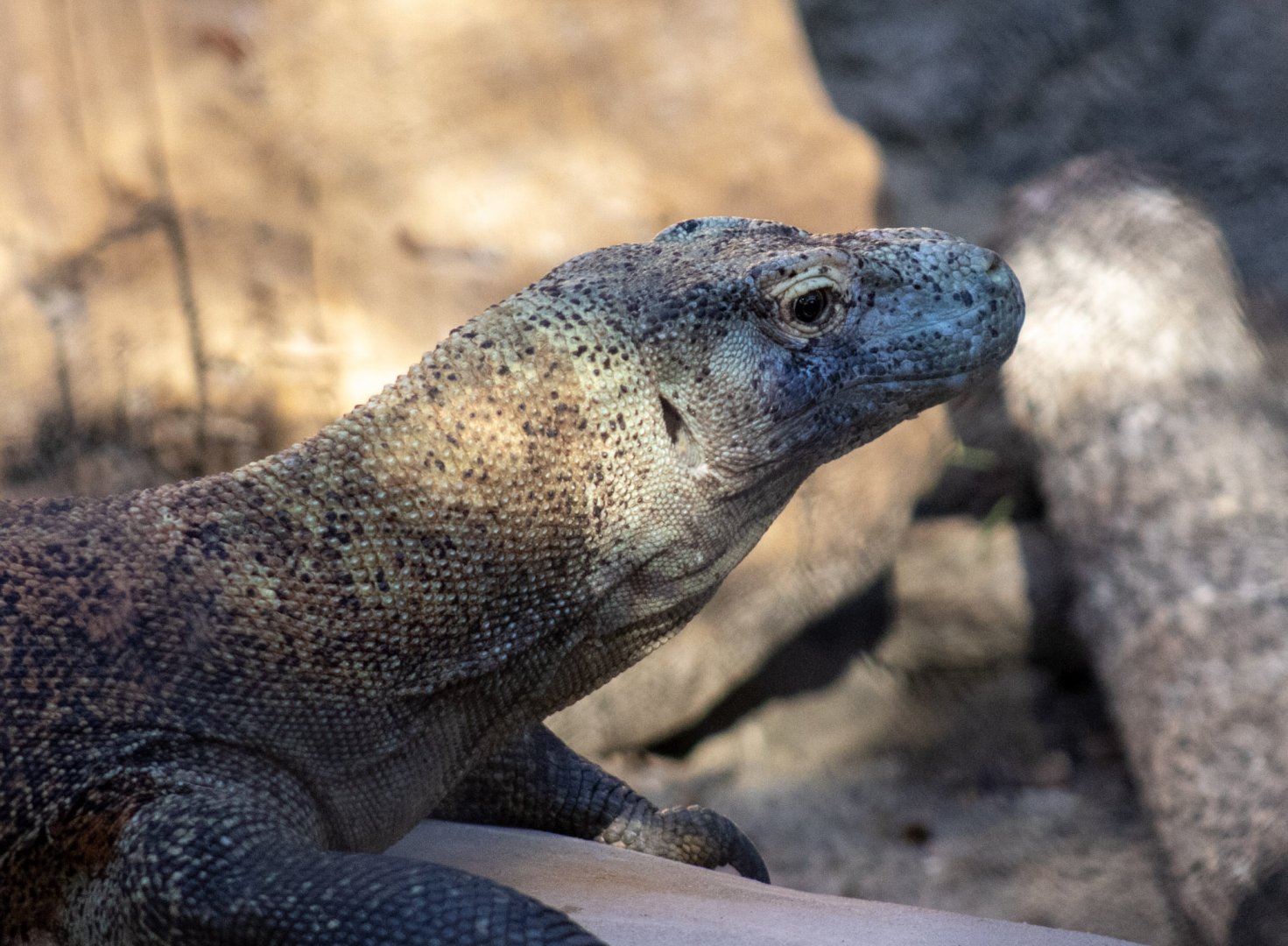 Komodo Dragon