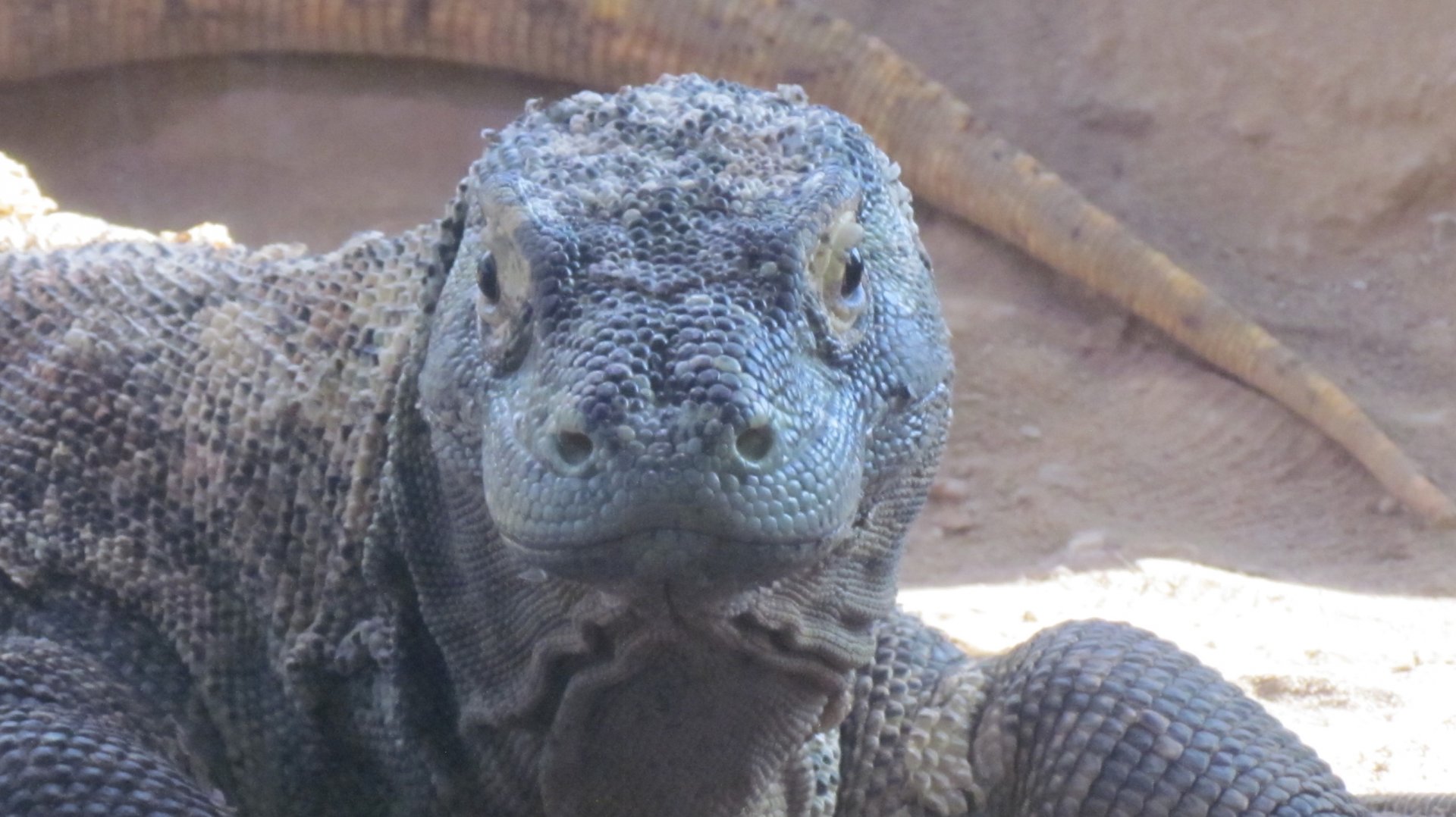 Komodo Dragon