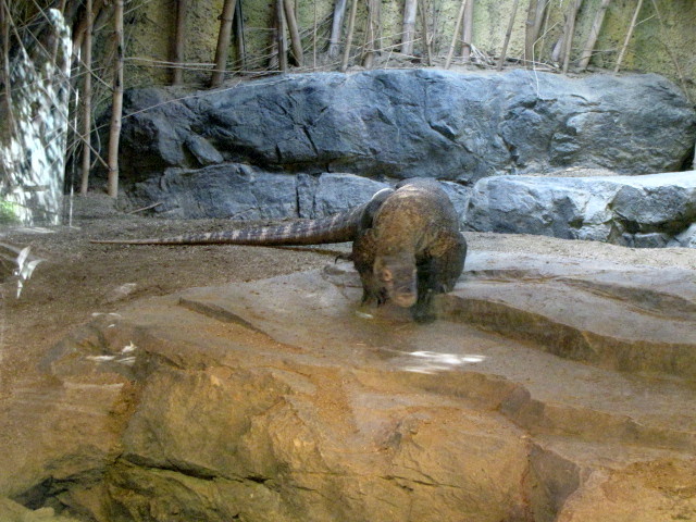 Komodo Dragon