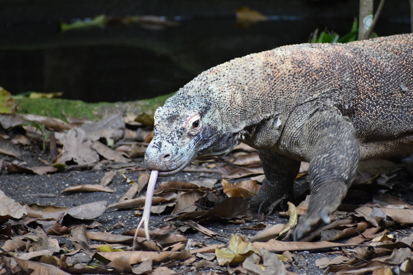 Komodo Dragon