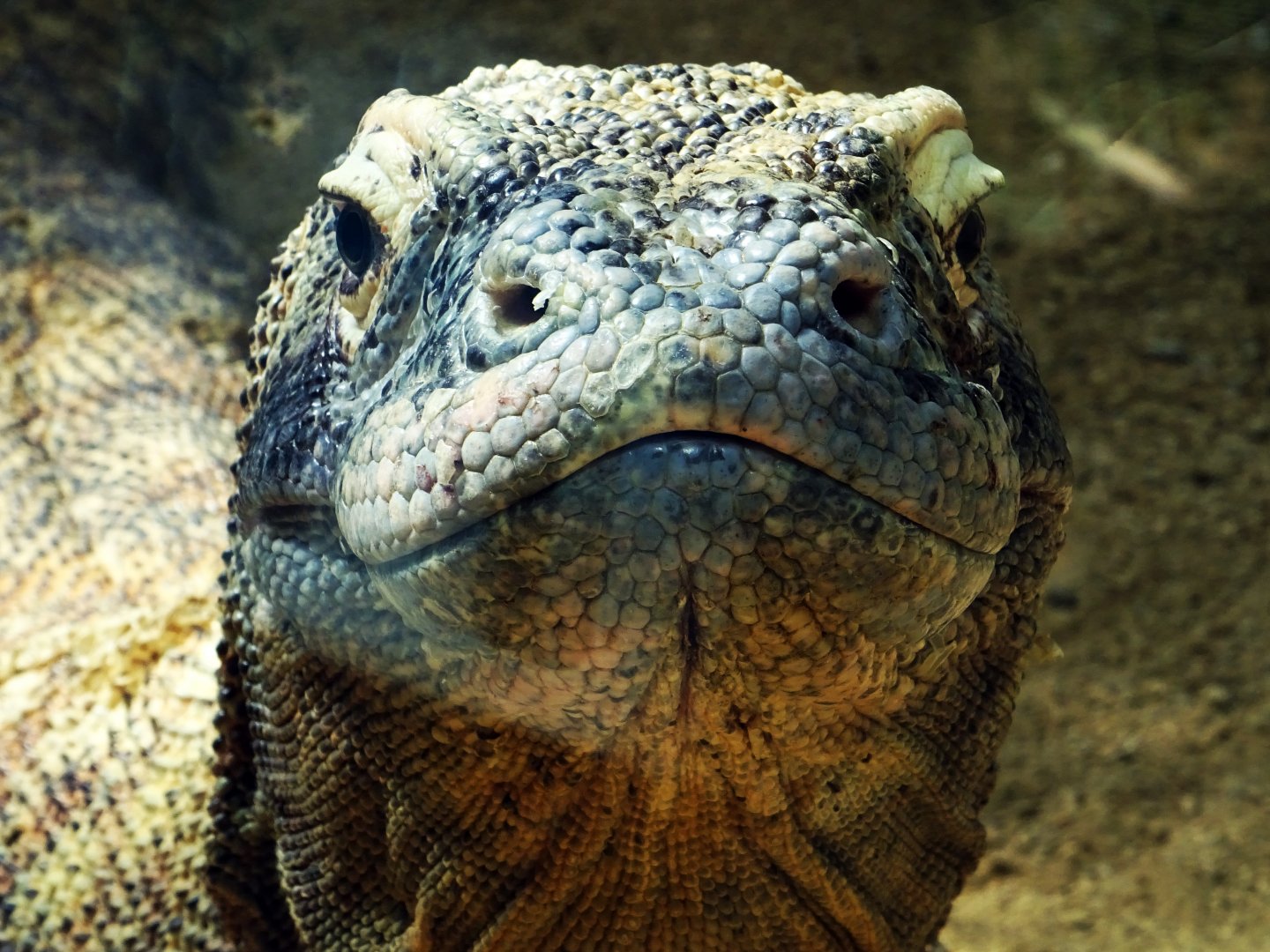Komodo Dragon
