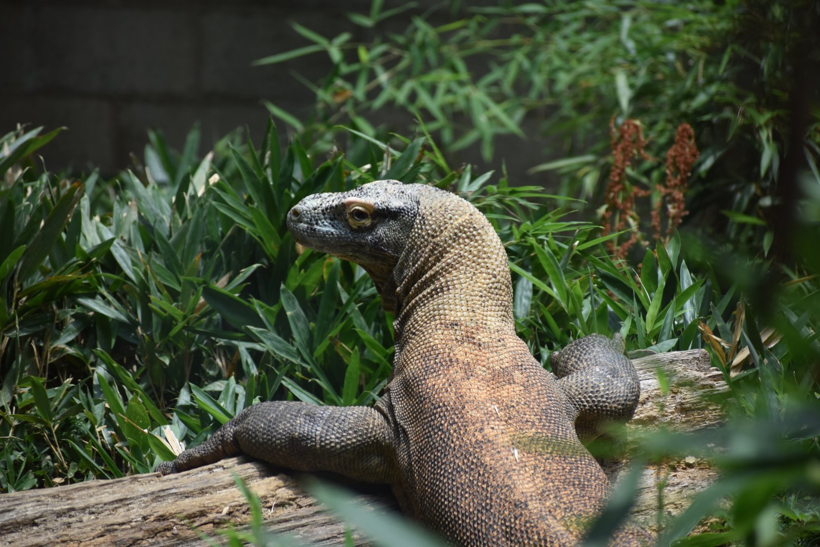 Komodo Dragon