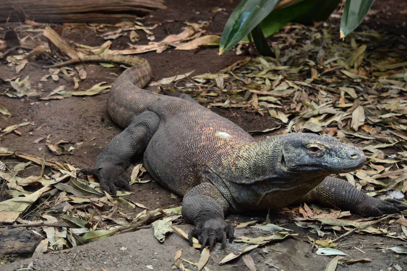 Komodo dragon