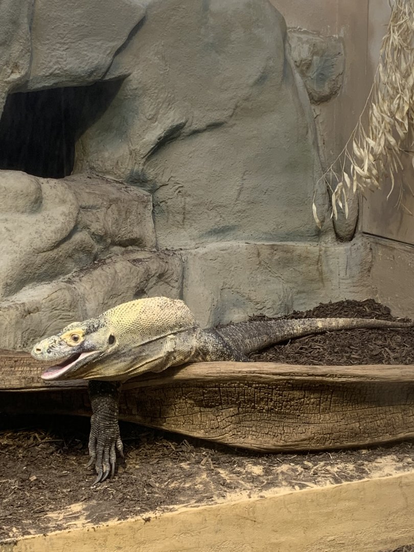 Komodo dragon