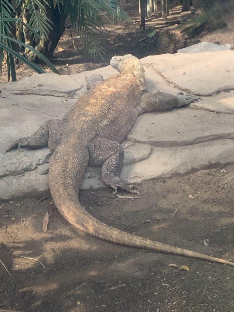 Komodo dragon