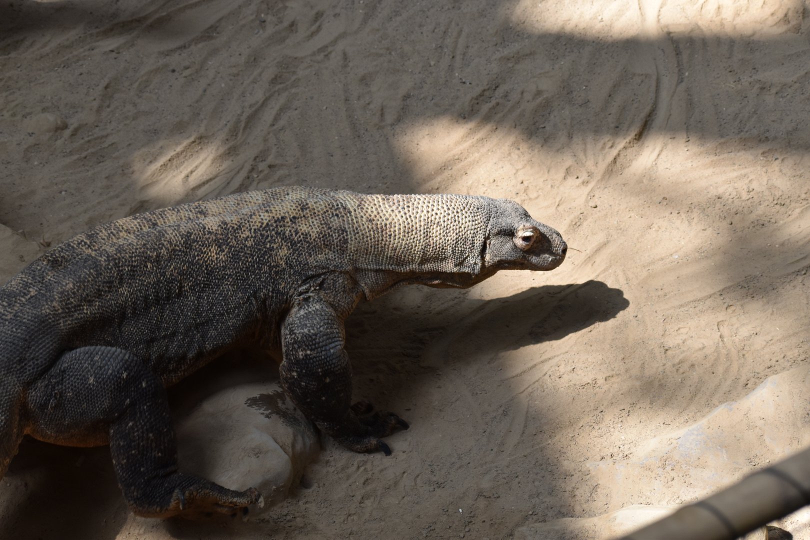 Komodo Dragon