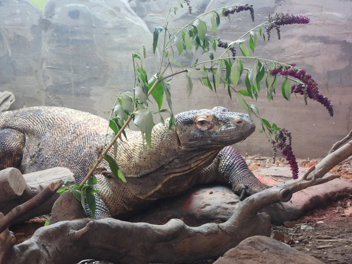 Komodo dragon
