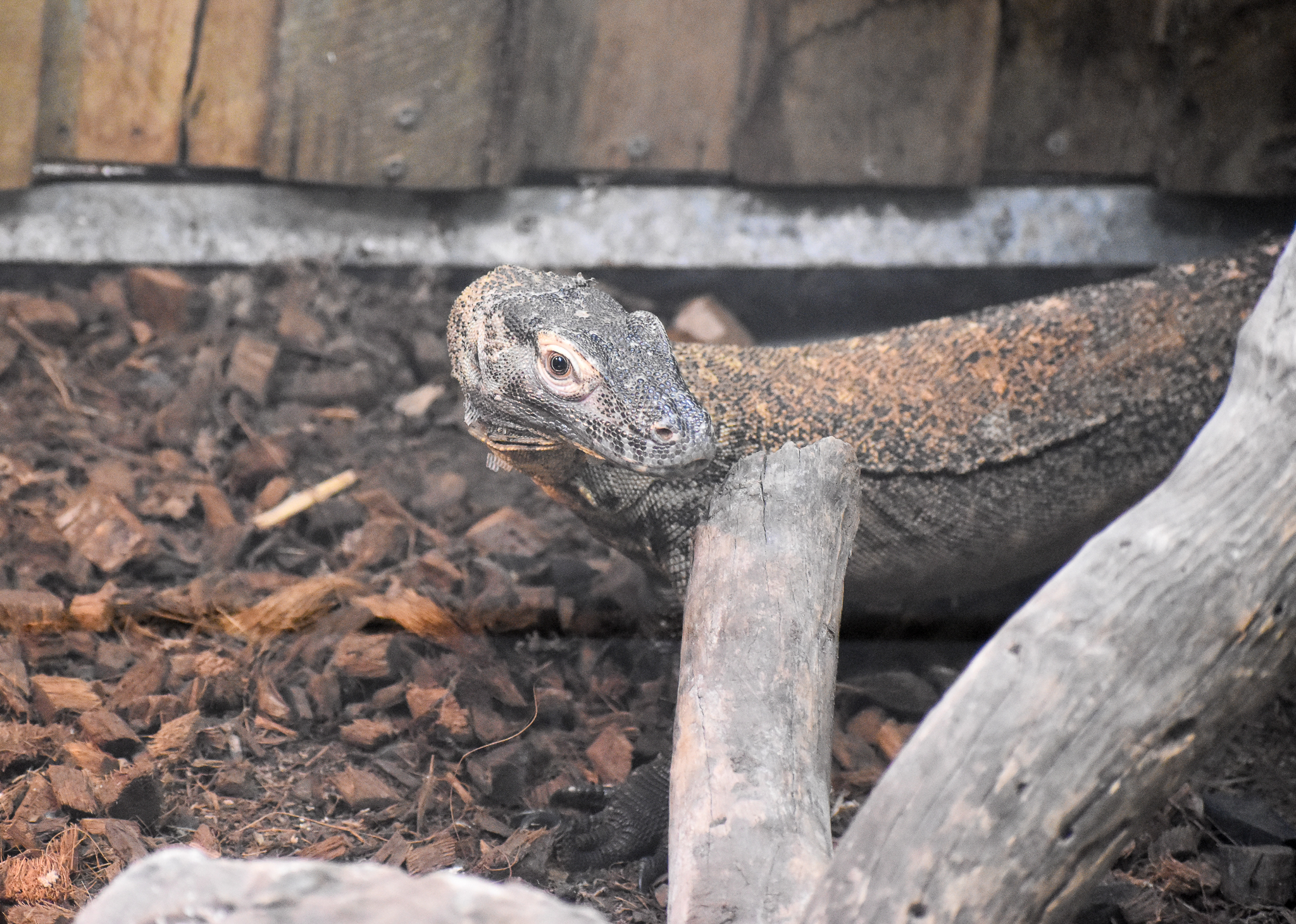 Komodo Dragon