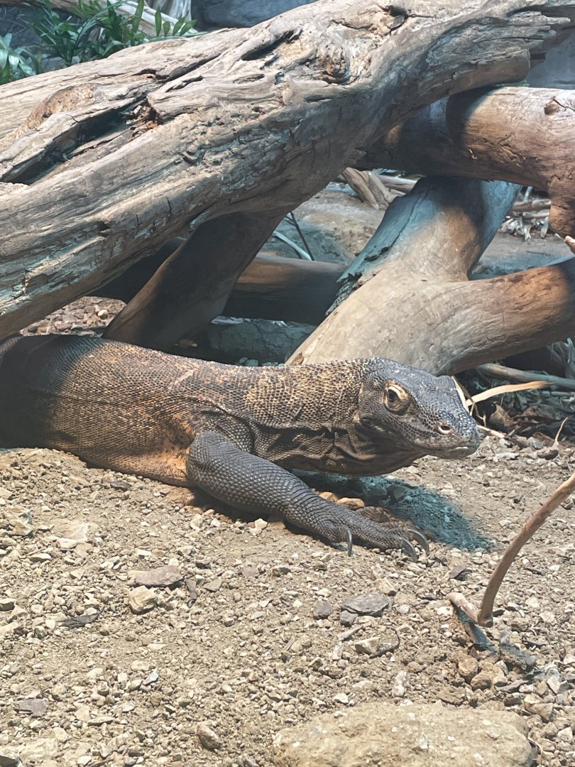 Komodo Dragon