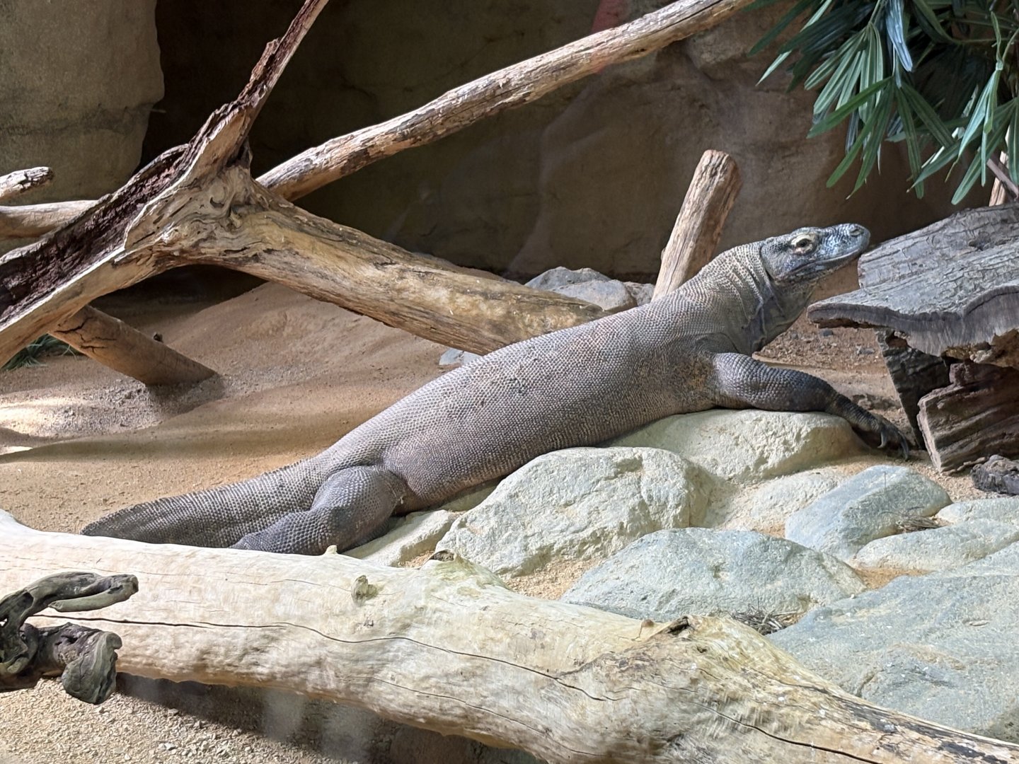 Komodo Dragon