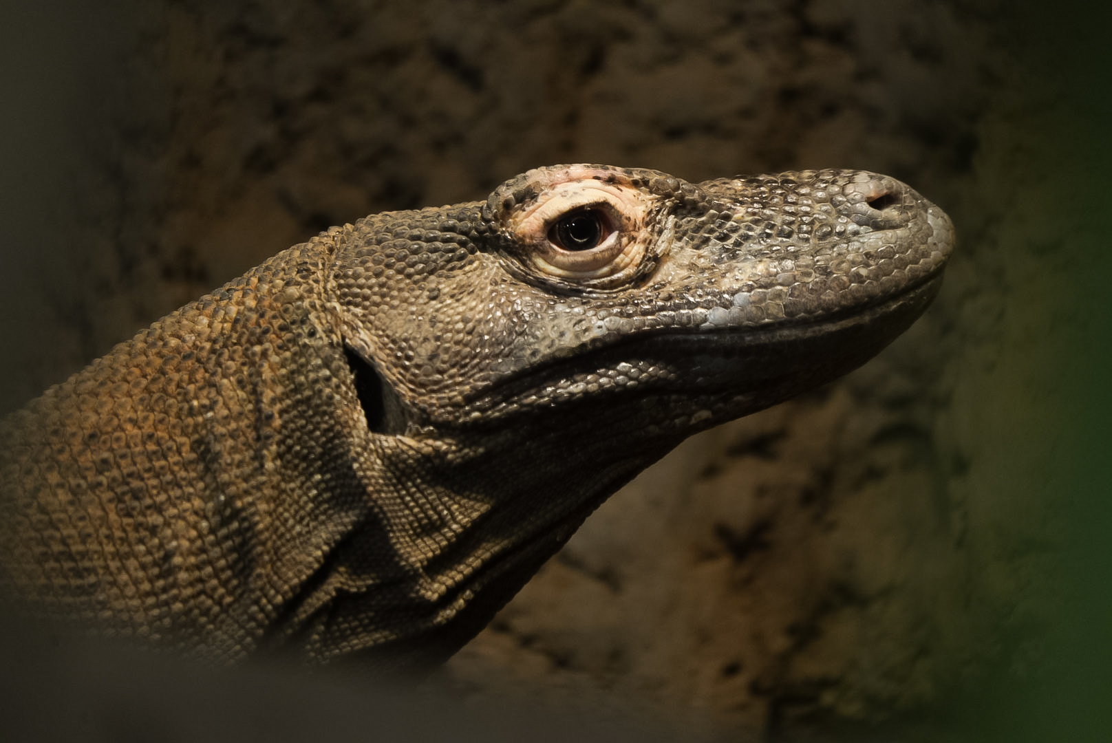 Komodo Dragon