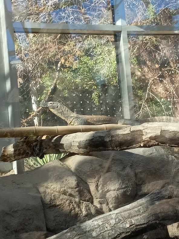 Komodo Dragon