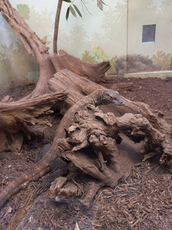 Komodo Dragon