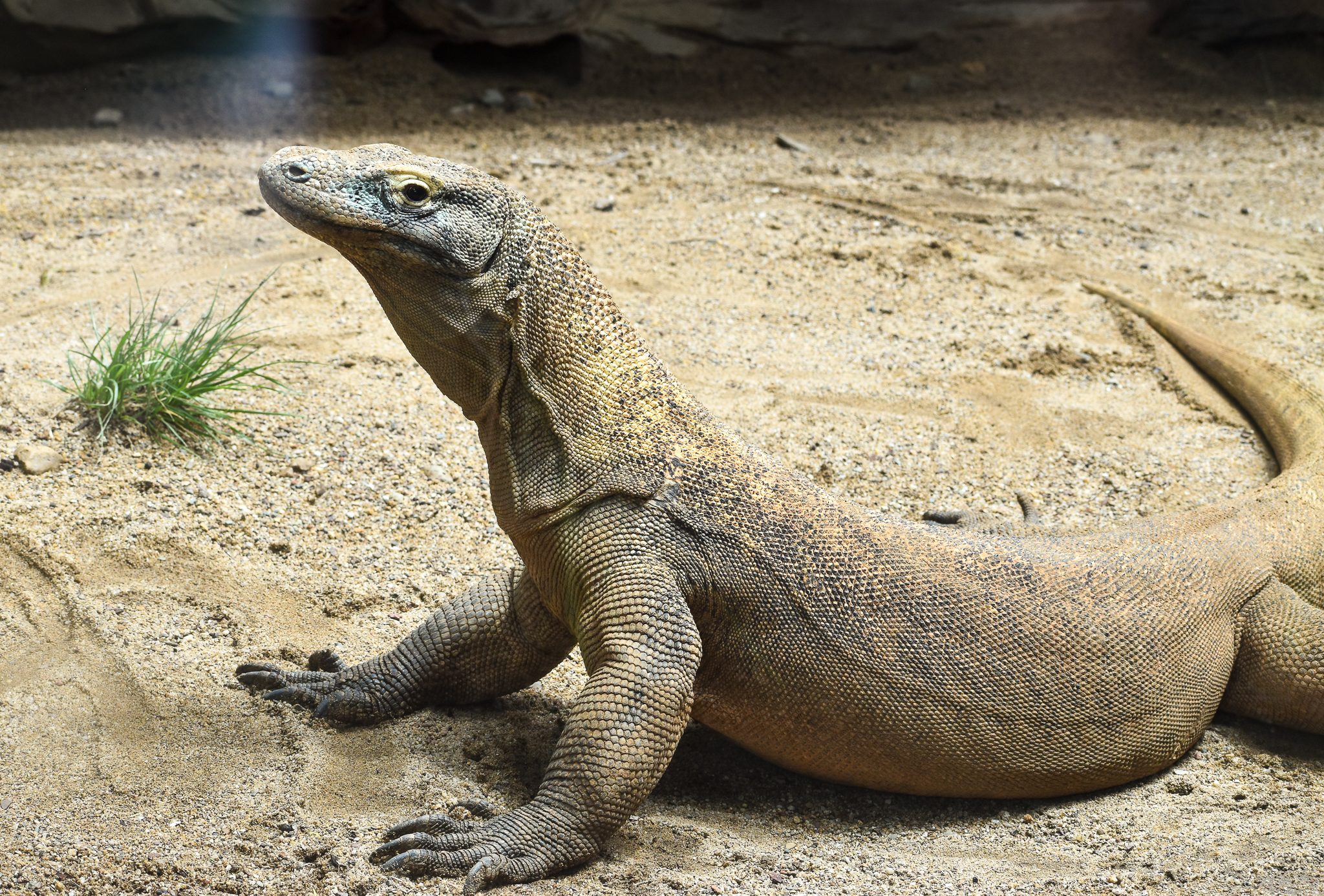 Komodo Dragon