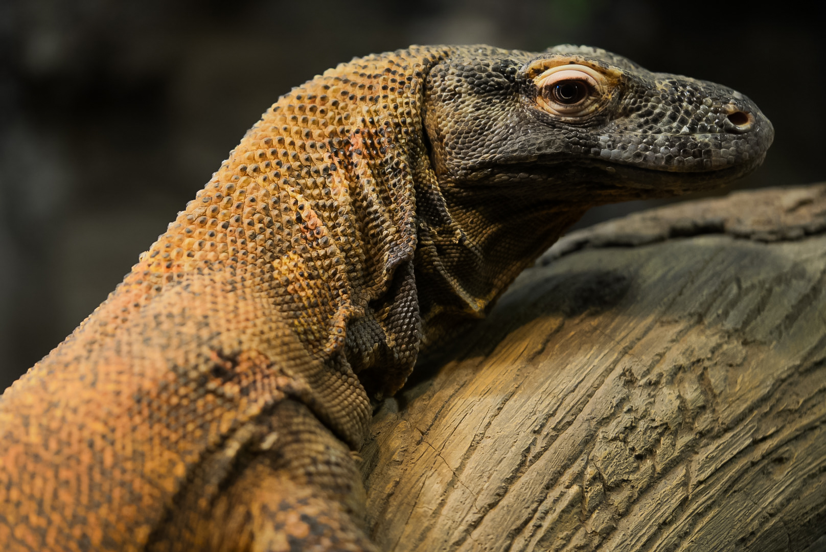 Komodo Dragon