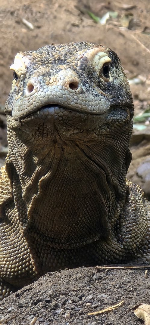 Komodo dragon