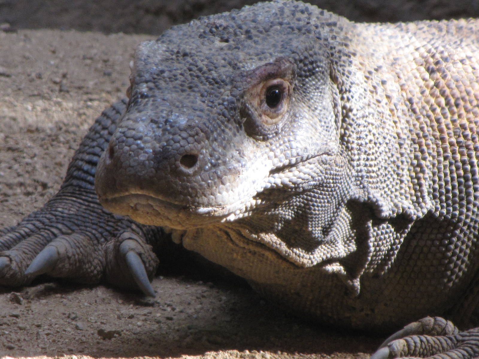 Komodo Dragon