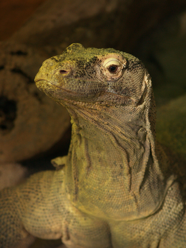 Komodo dragon