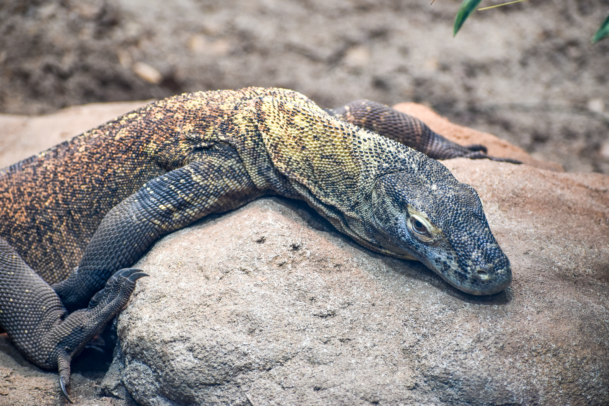 Komodo Dragon