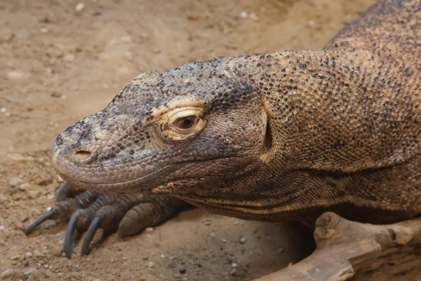 Komodo Dragon