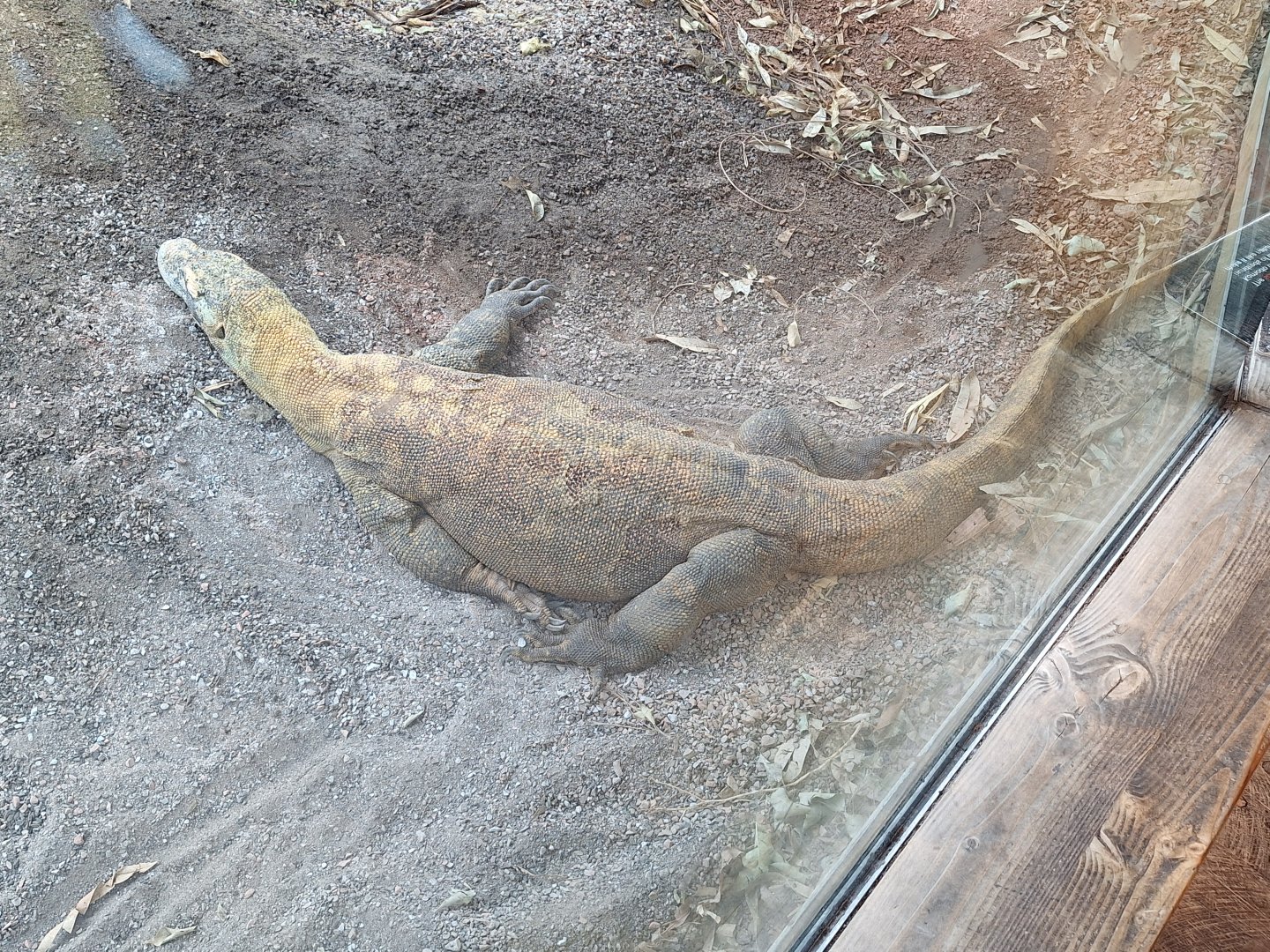 Komodo Dragon