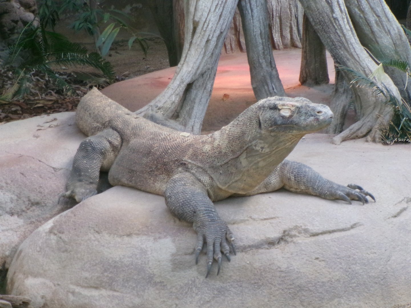 Komodo dragon