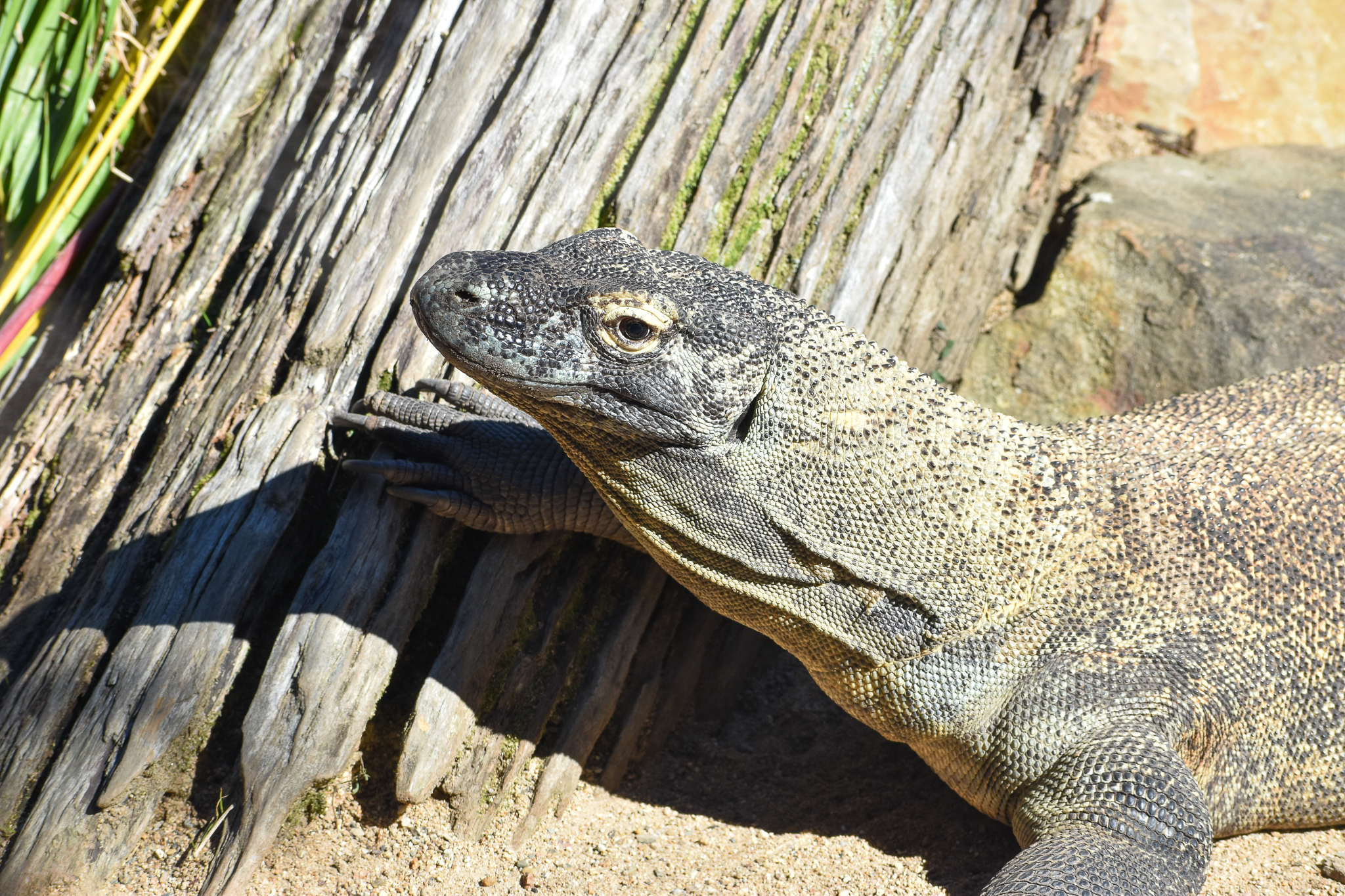 Komodo Dragon