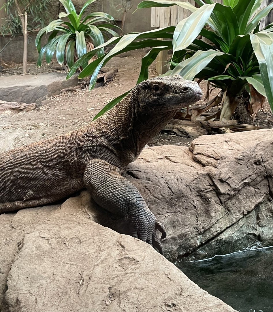 Komodo Dragon