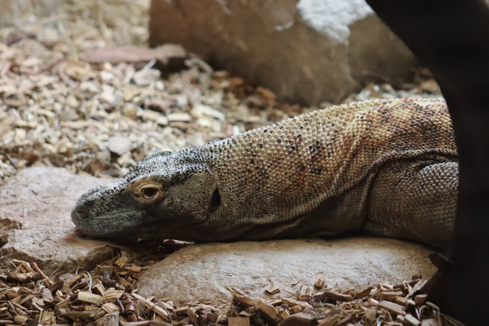 Komodo Dragon