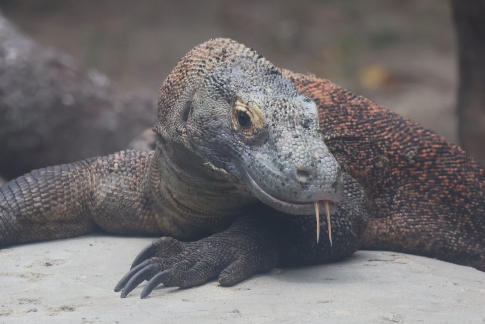 Komodo dragon