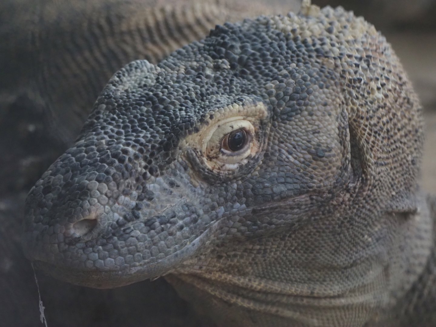 Komodo Dragon
