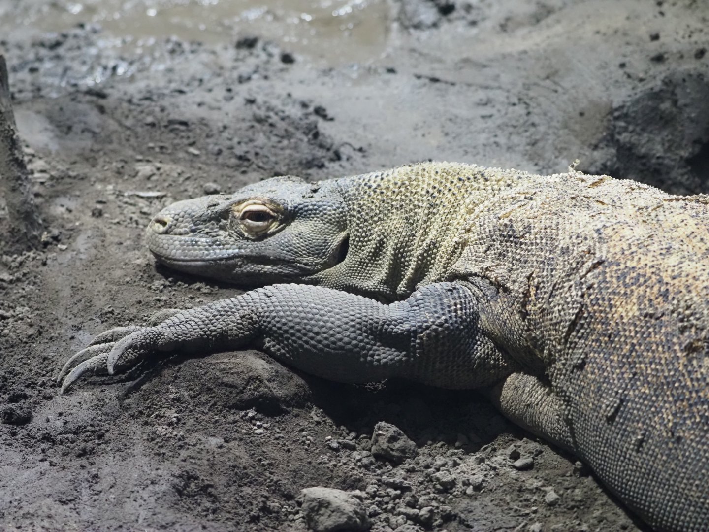 Komodo Dragon