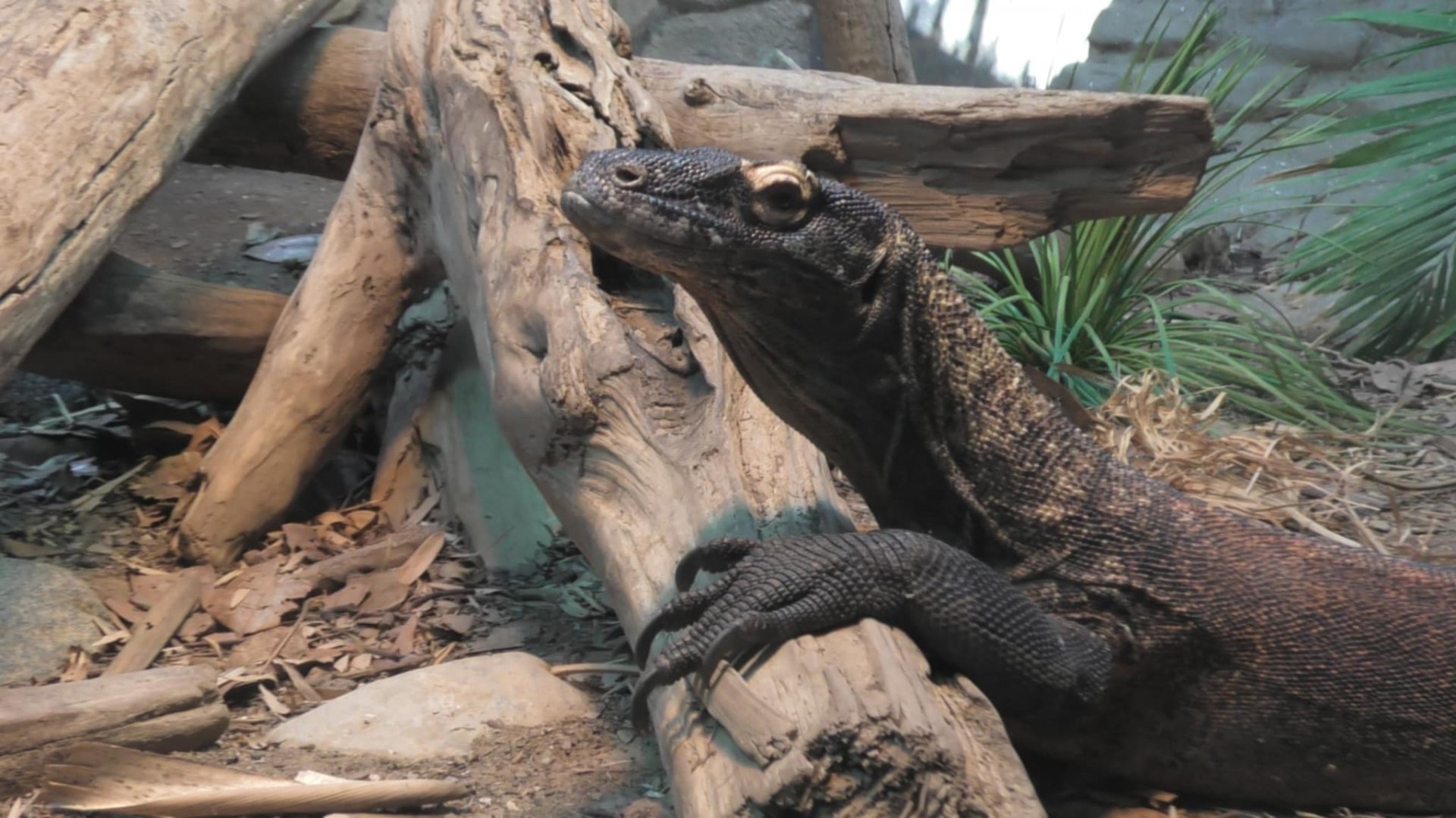 Komodo dragon