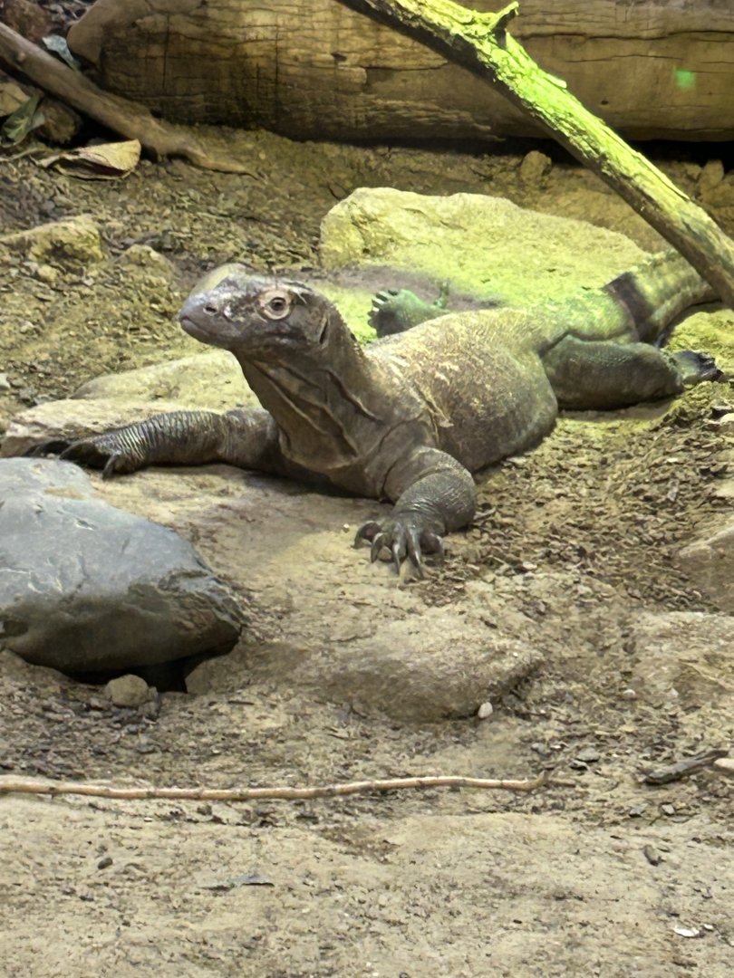 Komodo dragon