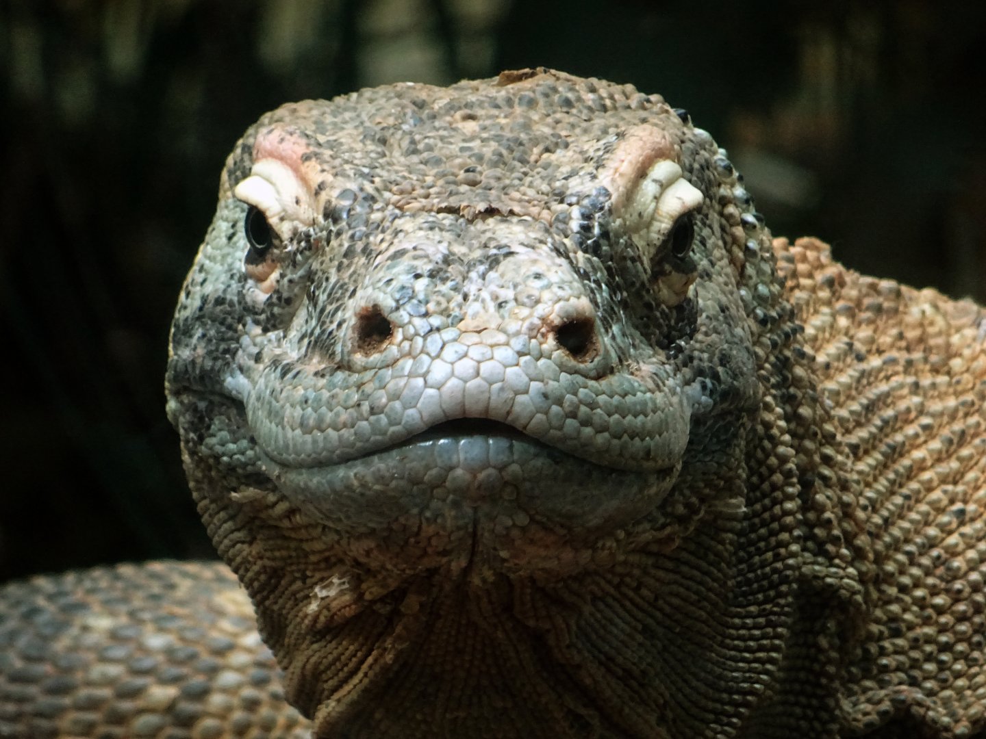 Komodo dragon