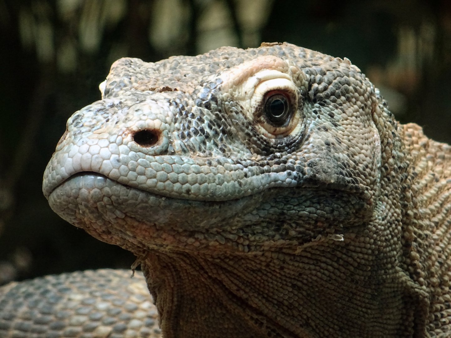 Komodo dragon